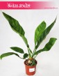 Anthurium Jungle Bush, Anturium Jungle Bush 4