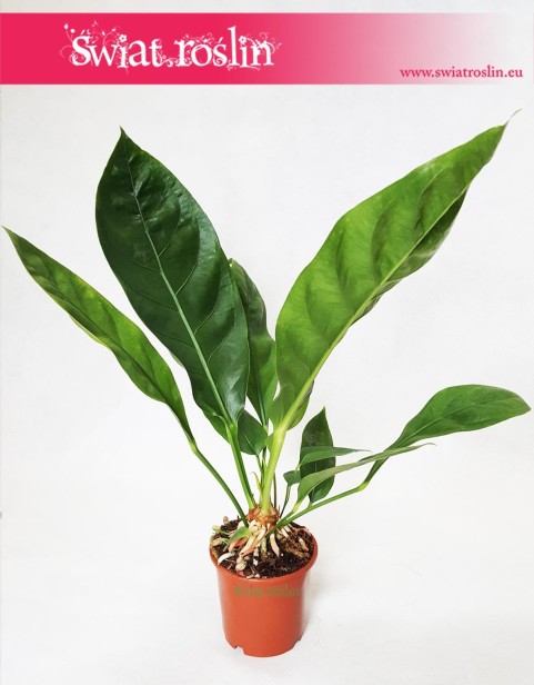 Anthurium Jungle Bush, Anturium Jungle Bush 1