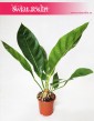 Anthurium Jungle Bush, Anturium Jungle Bush 1