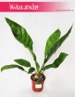 Anthurium Jungle Bush, Anturium Jungle Bush 3