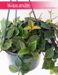 Peperomia Angulata Rocca Scuro, Pieprzówka Angulata Rocca Scuro 3