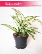 Aglaonema Kiwi, Aglonema Kiwi 4
