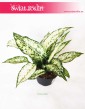 Aglaonema Kiwi, Aglonema Kiwi 5