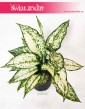 Aglaonema Kiwi, Aglonema Kiwi 3