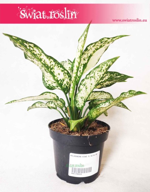Aglaonema Kiwi, Aglonema Kiwi
