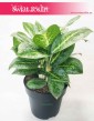 Duża Aglaonema Lemon Mint, Aglonema Lemon Mint, internetowy sklep z roślinami