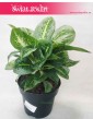 Duża Aglaonema Lemon Mint, Aglonema Lemon Mint, sklep z roślinami doniczkowymi
