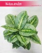 Duża Aglaonema Lemon Mint, Aglonema Lemon Mint, sklep z roślinami online