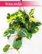 Philodendron Scandens Brasil, Filodendron Pnący Brasil, Filodendron Brasil, Philodendron Brasil 8