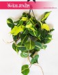 Philodendron Scandens Brasil, Filodendron Pnący Brasil, Filodendron Brasil, Philodendron Brasil 2