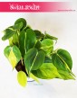 Philodendron Scandens Brasil, Filodendron Pnący Brasil, Filodendron Brasil, Philodendron Brasil 5
