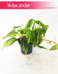 Philodendron Scandens Brasil, Filodendron Pnący Brasil, Filodendron Brasil, Philodendron Brasil 6