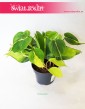 Philodendron Scandens Brasil, Filodendron Pnący Brasil, Filodendron Brasil, Philodendron Brasil 7