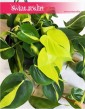 Philodendron Scandens Brasil, Filodendron Pnący Brasil, Filodendron Brasil, Philodendron Brasil 4