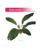 Anturium Jungle King, Anthurium Jungle King 2
