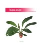 Anturium Jungle King, Anthurium Jungle King, sklep online