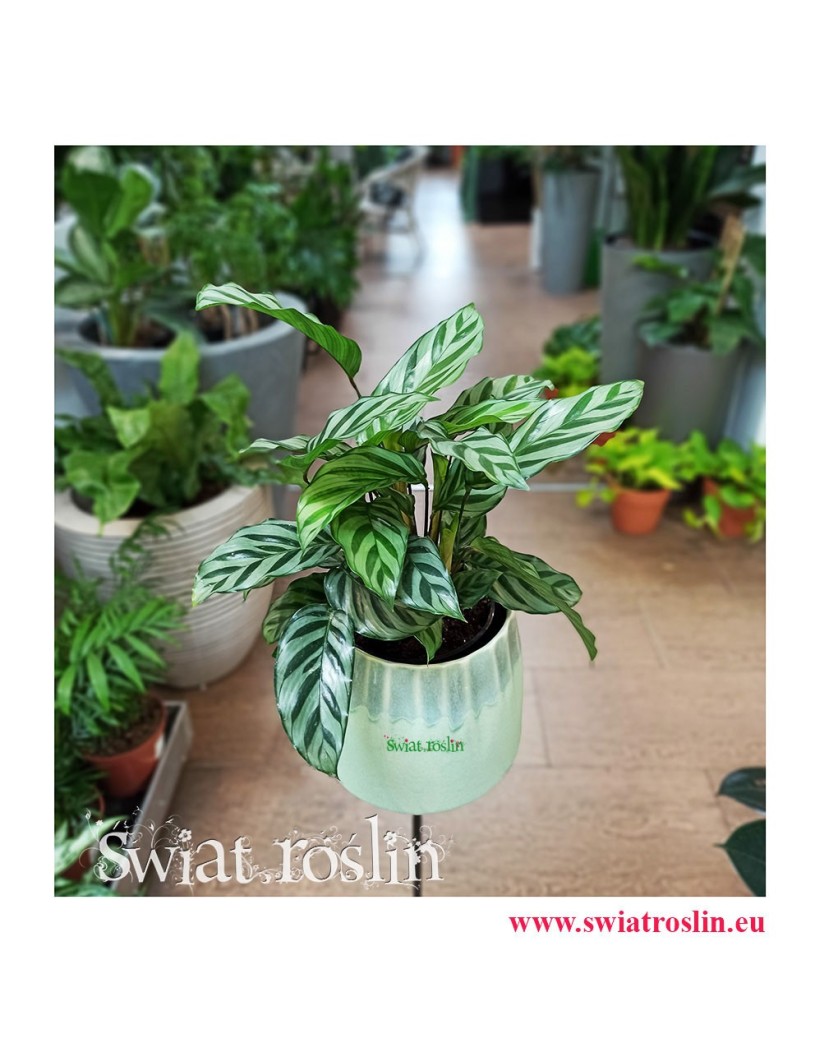 Calathea Freddie, Kalatea Freddie, Ostrzeszyn, rosliny kwiaty doniczkowe sklep internetowy