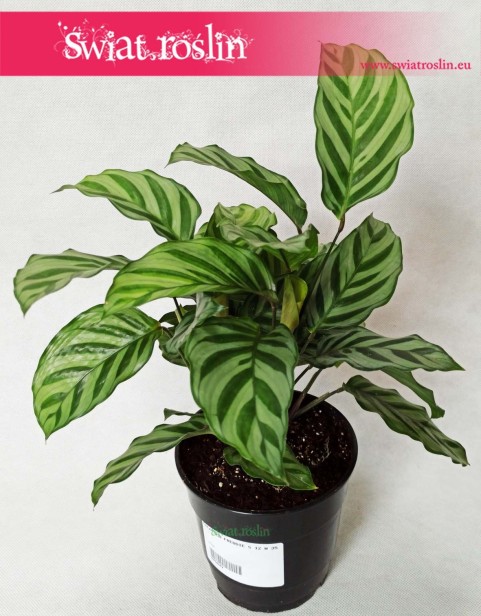 Calathea Freddie, Kalatea Freddie, Ostrzeszyn 5