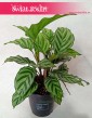 Calathea Freddie, Kalatea Freddie, Ostrzeszyn 1