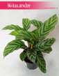 Calathea Freddie, Kalatea Freddie, Ostrzeszyn 3