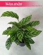 Calathea Freddie, Kalatea Freddie, Ostrzeszyn 2