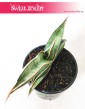 Sansevieria Almond Silver, Sansewieria Almond Silver ciekawa odmiana sansevierii