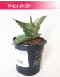 Sansevieria Almond Silver, Sansewieria Almond Silver modna małą roślina oczyszczająca powietrze