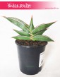 Sansevieria Almond Silver roślina oczyszczająca powietrze, Sansewieria Almond Silver