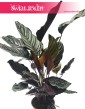 Kalatea Ornata, Calathea Ornata 2