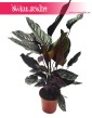 Kalatea Ornata, Calathea Ornata, sklep online