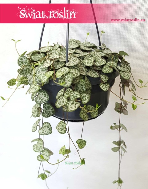 Ceropegia Woodii, Ceropegia Linearis, Ceropegia Wooda 1