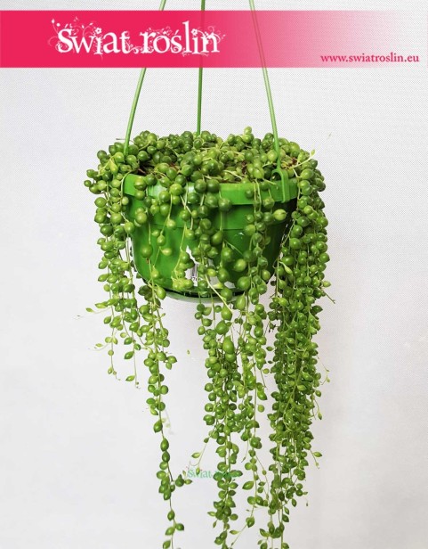 Starzec Rowleya, Starzec Zwisający, Senecio Rowleyanus 1