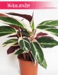 Stromanthe Triostar, Stromante Triostar,  Stromanta Triostar sklep internetowy online