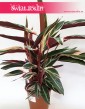 Stromanthe Triostar, Stromante Triostar,  Stromanta Triostar rośliny kolekcjonerskie