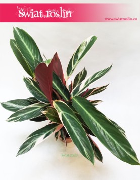 Stromanthe Triostar, Stromante Triostar modne rośliny sklep,  Stromanta Triostar