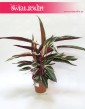 Stromanthe Triostar, Stromante Triostar internetowy sklep online,  Stromanta Triostar