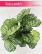 Kalatea Okrągłolistna, Calathea Orbifolia, Kalatea Orbifolia,  Calathea Okrągłolistna 2