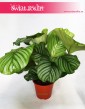 Kalatea Okrągłolistna, Calathea Orbifolia, Kalatea Orbifolia,  Calathea Okrągłolistna 5