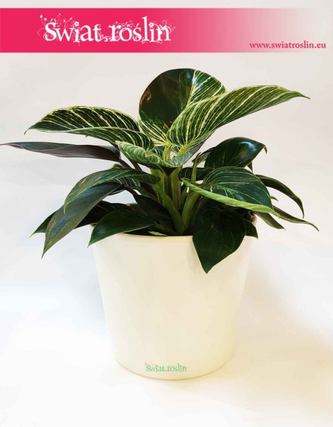 Osłonka ceramiczna klasyczna szkliwiona kremowa 1