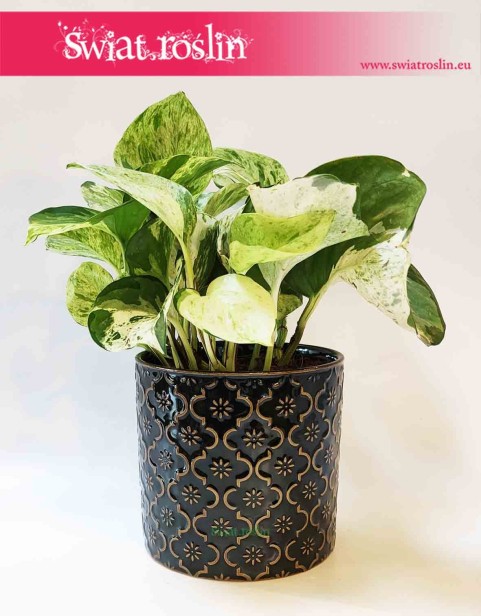 Osłonka cylindryczna ciemno zielona - rozety 2