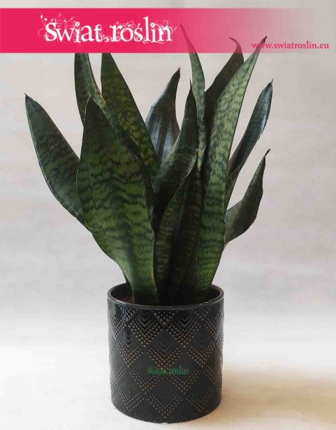 Osłonka cylindryczna ciemno zielona - nakrapiane romby 2