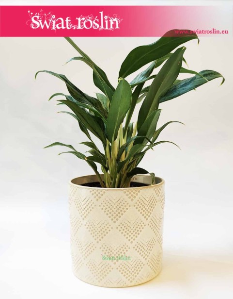 Osłonka cylindryczna biała - nakrapiane romby 2