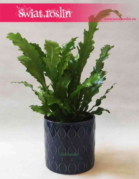 Osłonka cylindryczna niebieska - elipsy 2