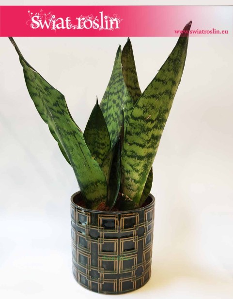 Osłonka cylindryczna ciemno zielona - kwadraty 2