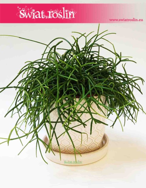 Doniczka ceramiczna biała -romby 2