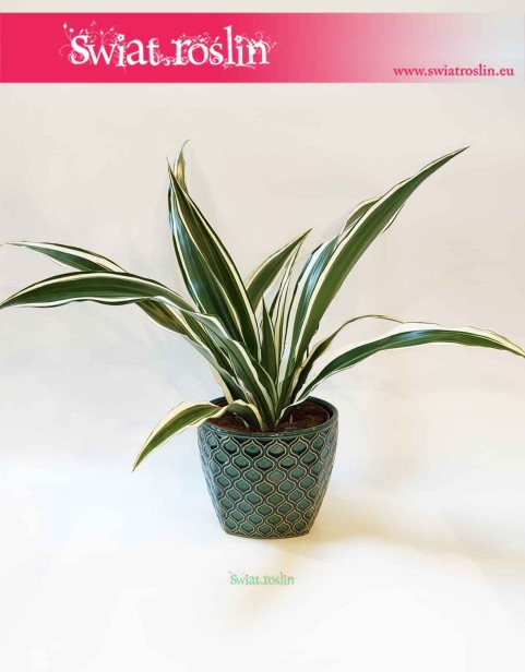 Osłonka ceramiczna zielona -romby 2