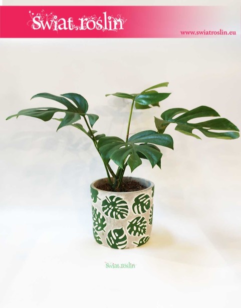 Osłonka w monstery 2