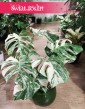 Monstera variegata