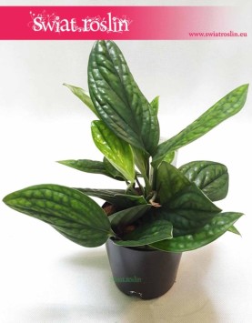 Scindapsus Marble Planet , Epipremnum Pinnatum Marble Planet, Monstera Karstenianum, kwiaty doniczkowe