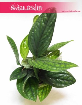 Scindapsus Marble Planet , Epipremnum Pinnatum Marble Planet, Monstera Karstenianum, rośliny doniczkowe online